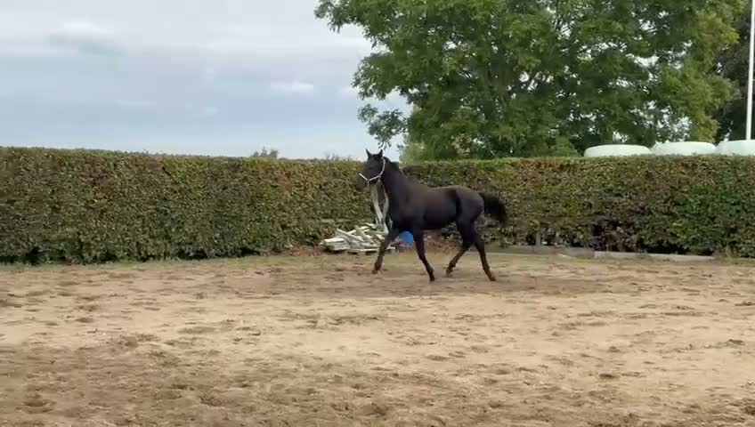 Dressyr hästar till salu: Snygg liten gångartsvalack - Video 1