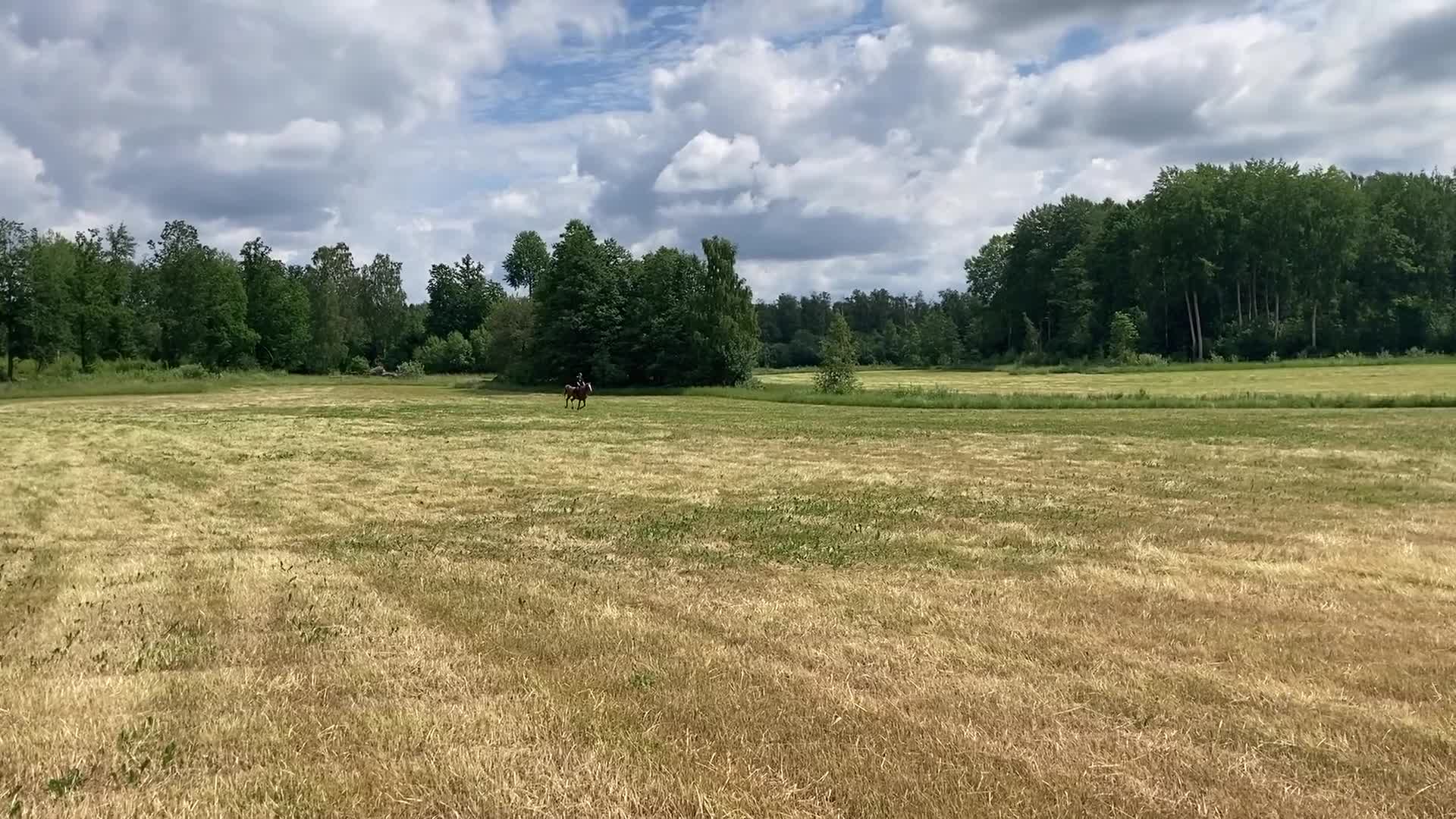 Övrigt hästar till salu: Världens snällaste häst söker ett för alltid-hem  - Video 2