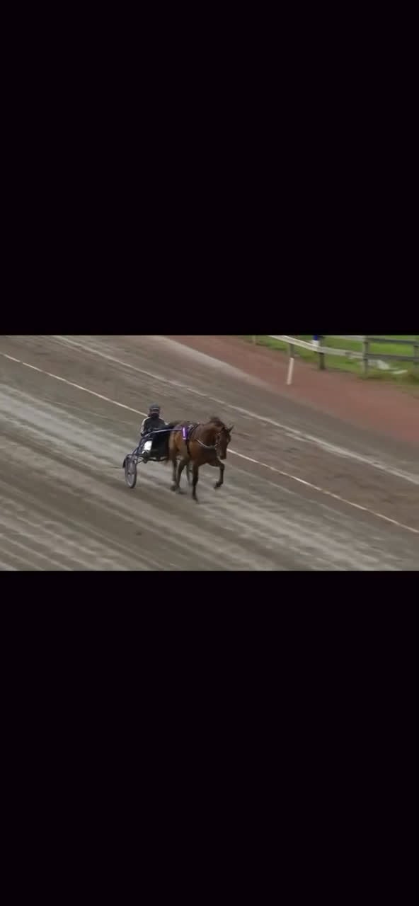 Allround hästar till salu: Pigg och glad häst som lämnar travbanan  i Halmstad - Video 3