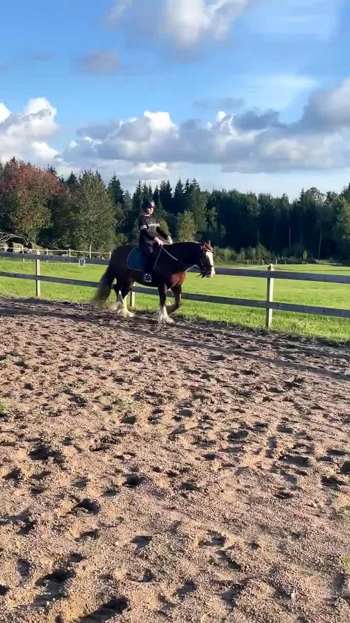 Allround hästar till salu: Trygg cob kille - Video 1