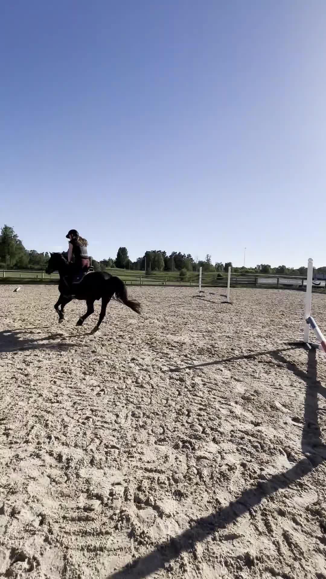 Dressyr hästar till salu: Snygg träningskompis! - Video 1