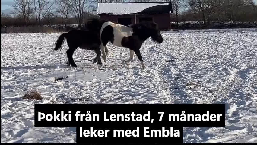 Island hästar till salu: Hingst född 2025 - Video 1