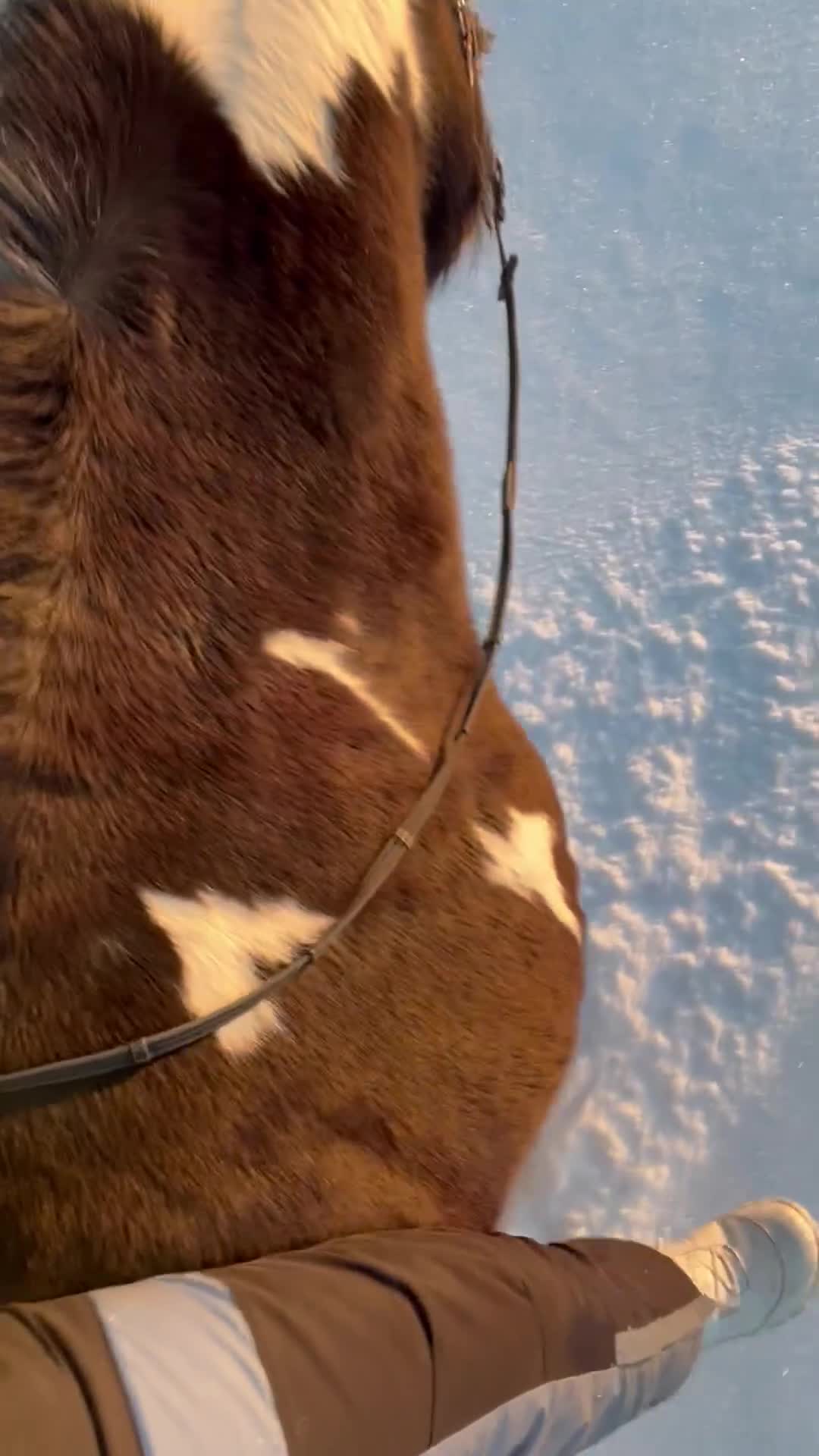 Allround hästar till salu: Intressekoll - Video 3