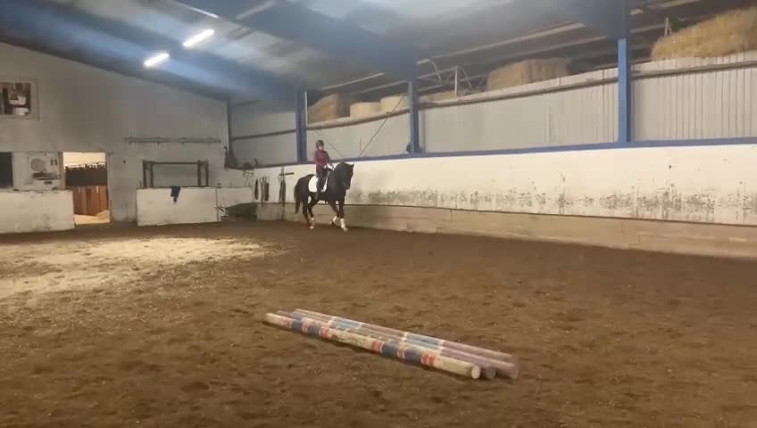 Dressyr hästar till salu: Trevligt sto  - Video 4