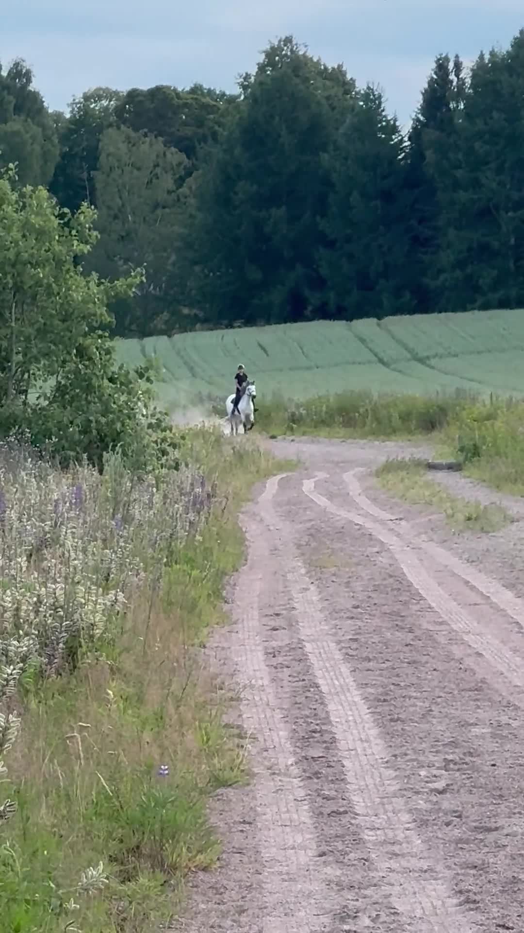 Allround hästar till salu: Trygg Läromästare i Folkärna - Video 2