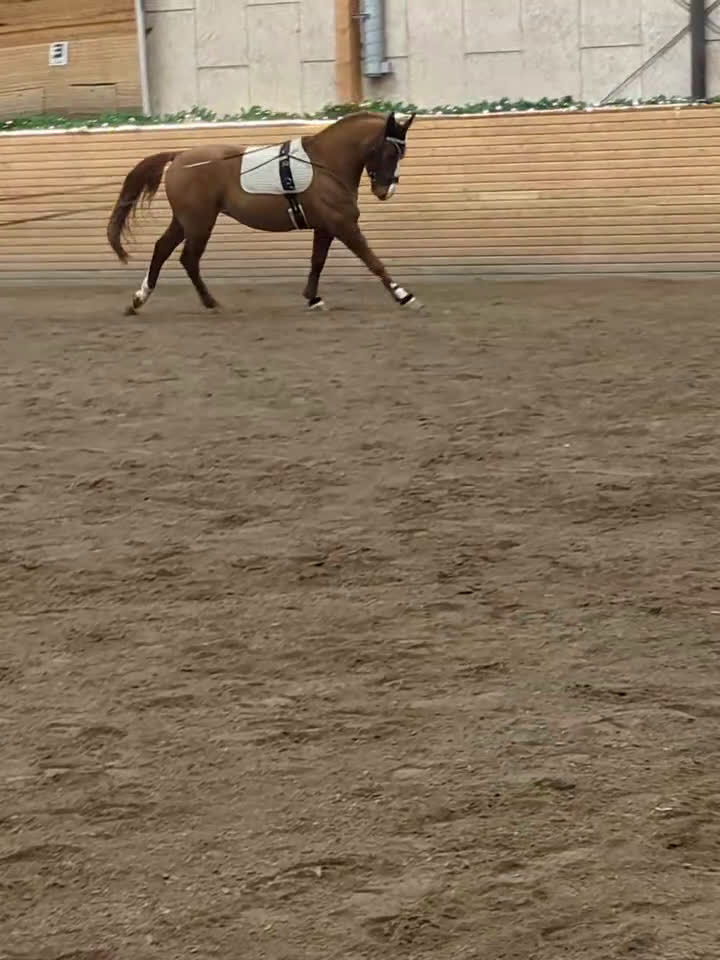 Hoppning hästar till salu: Lovande häst för dig med kunskap och tid  - Video 2