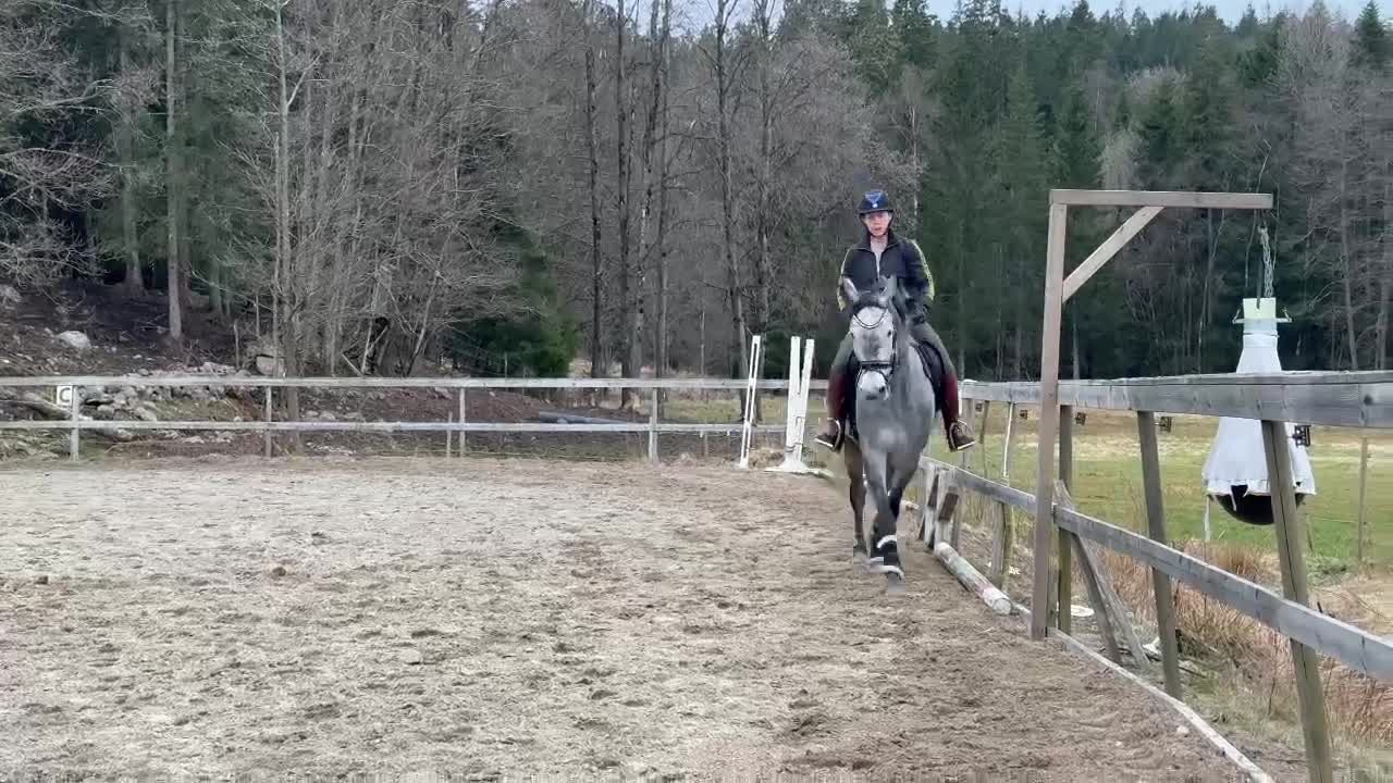 Allround hästar till salu: 5 årig dubbeltalang - Video 2