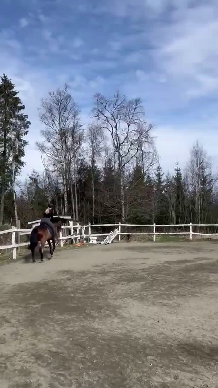 Allround hästar till salu: En bästa vän söker nytt hem i Borås - Video 1