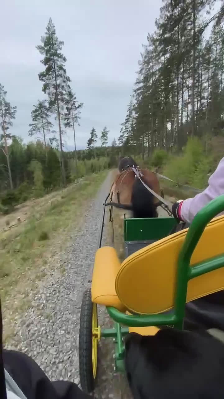 Hoppning hästar till salu: Maxad B-ponny i Valdemarsvik - Video 1