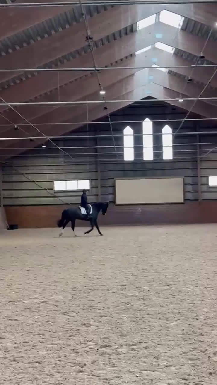 Hoppning hästar till salu: Sto med utstrålning  - Video 2