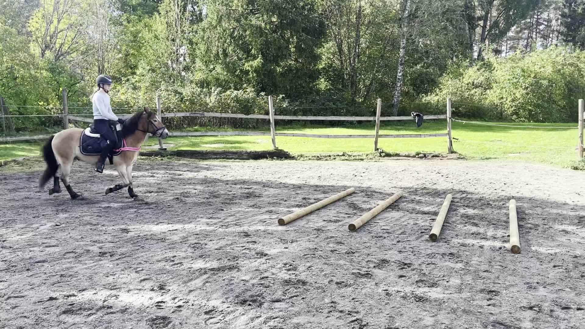 Allround hästar till salu: Lovande ungponny söker nytt hem - Video 4