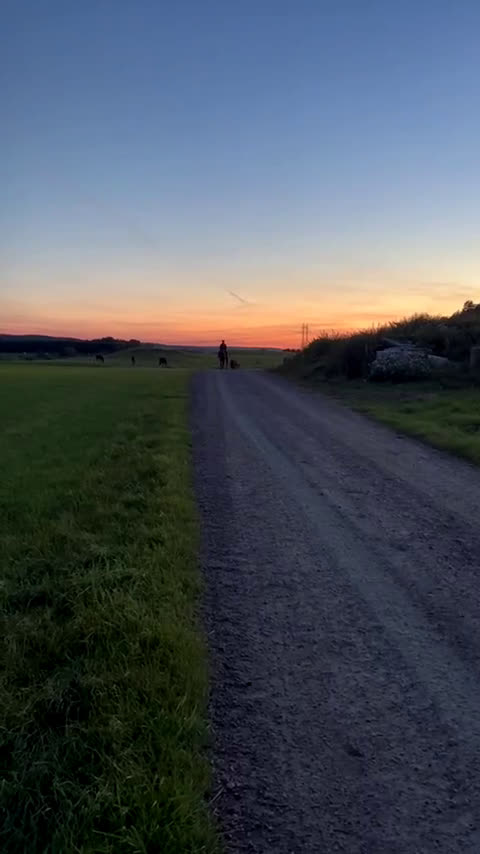  medryttarhäst sökes: Sökes medryttarhäst  i Gråbo - Video 4