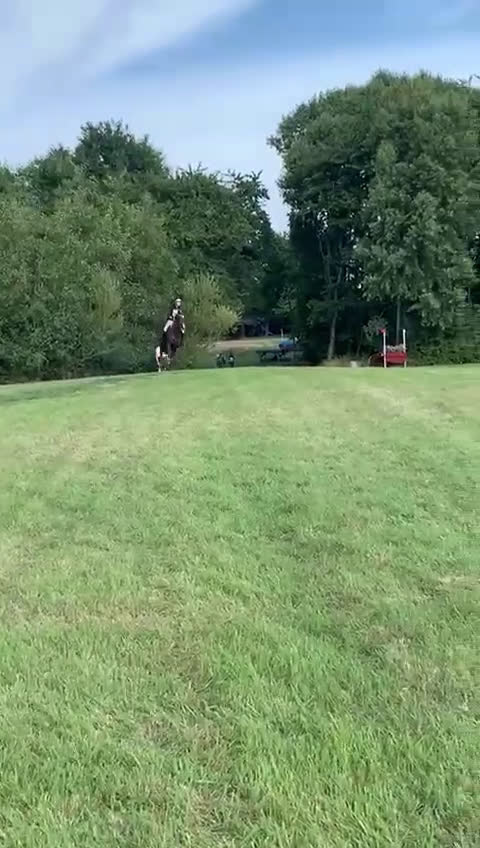 Fälttävlan hästar till salu: Underbar fräsch läomästare  i Lund - Video 1