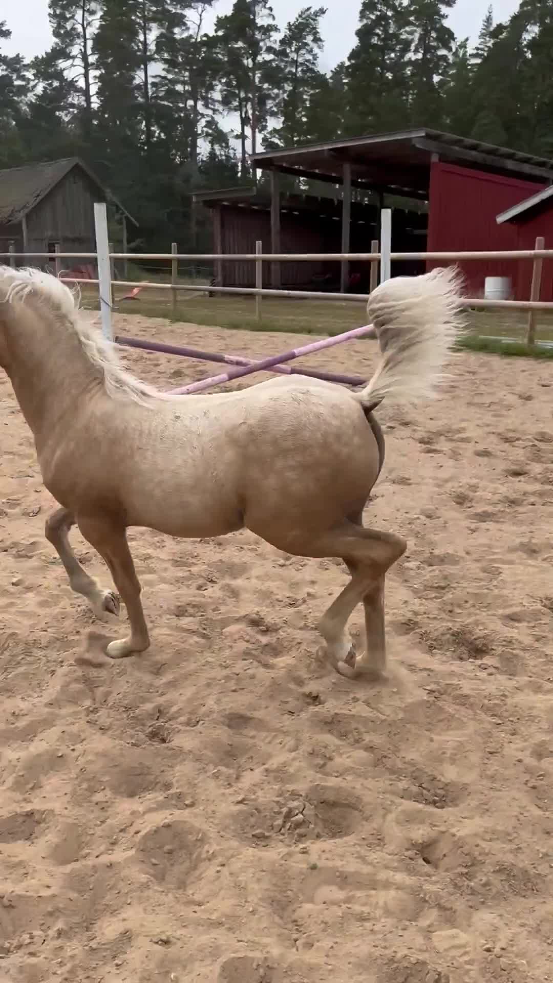 Allround hästar till salu: Guldponnyn!  i Tidaholm - Video 1