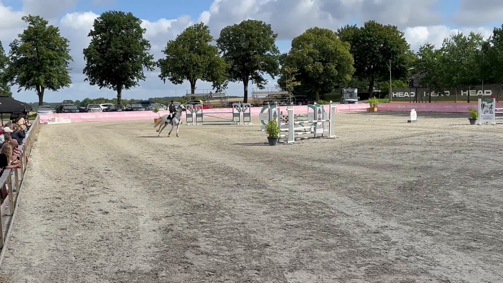 Hoppning hästar till salu: Välriden energisk häst  - Video 2