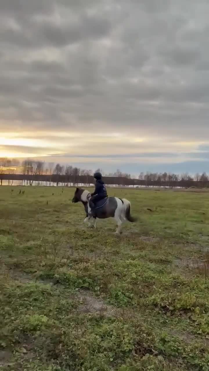 Allround hästar till salu: En vacker, genomklok, lagom tjock ponny - Video 2