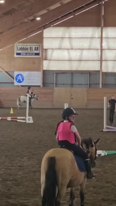 Allround hästar till salu: Welsh Mountain Sto - Video 3