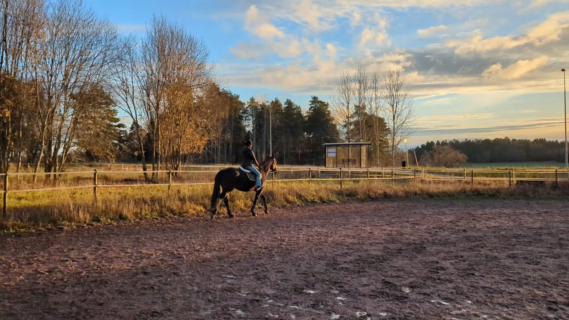Sällskap hästar till salu: Snällt sto för sällskap eller avel - Video 1