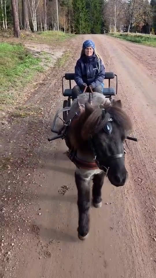 Körning hästar till salu: Väl inkörd valack. Bruks/ponnytrav. i Vikarbyn - Video 3