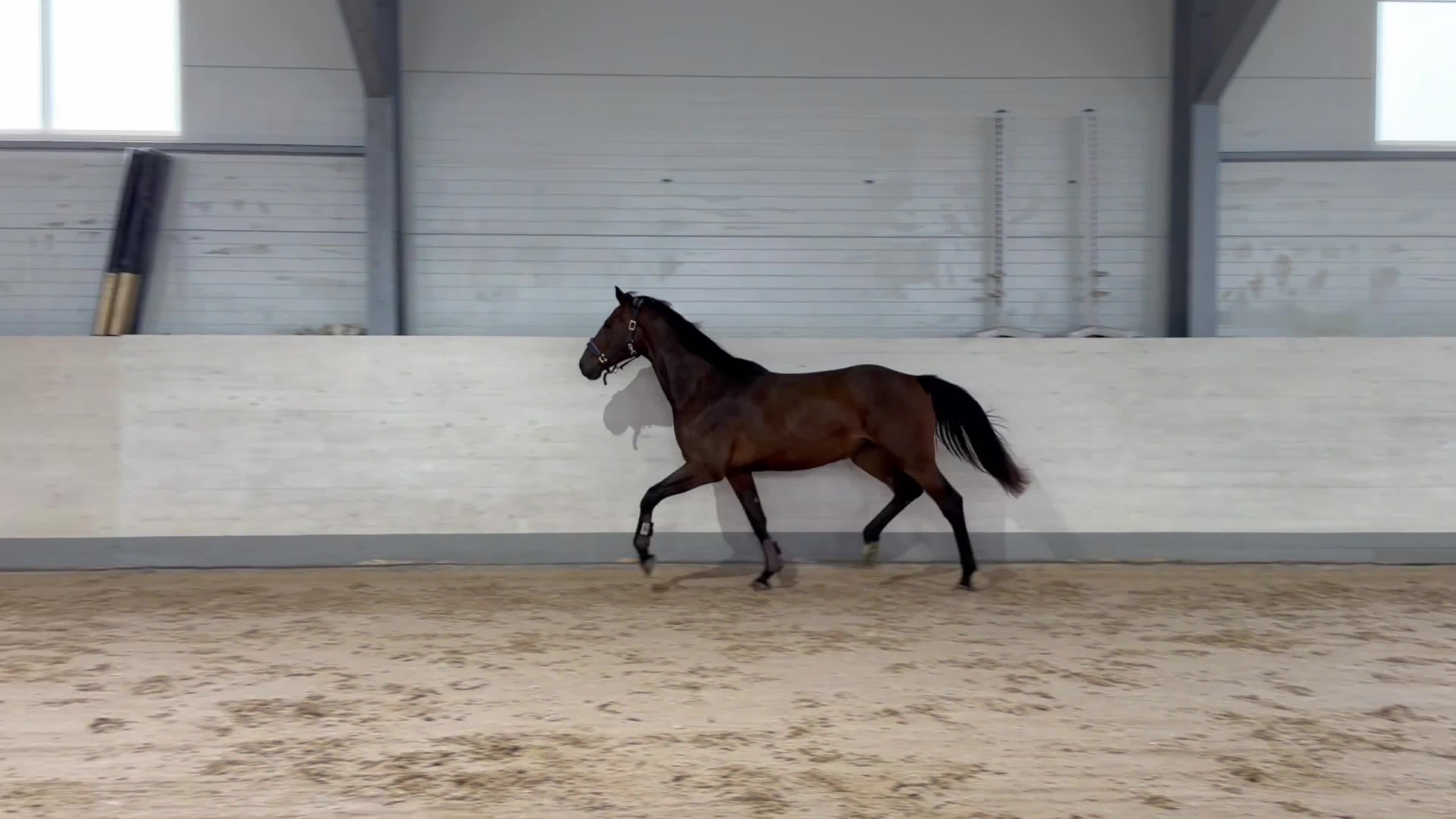 Hoppning hästar till salu: Sto med framtidslöfte! - Video 1