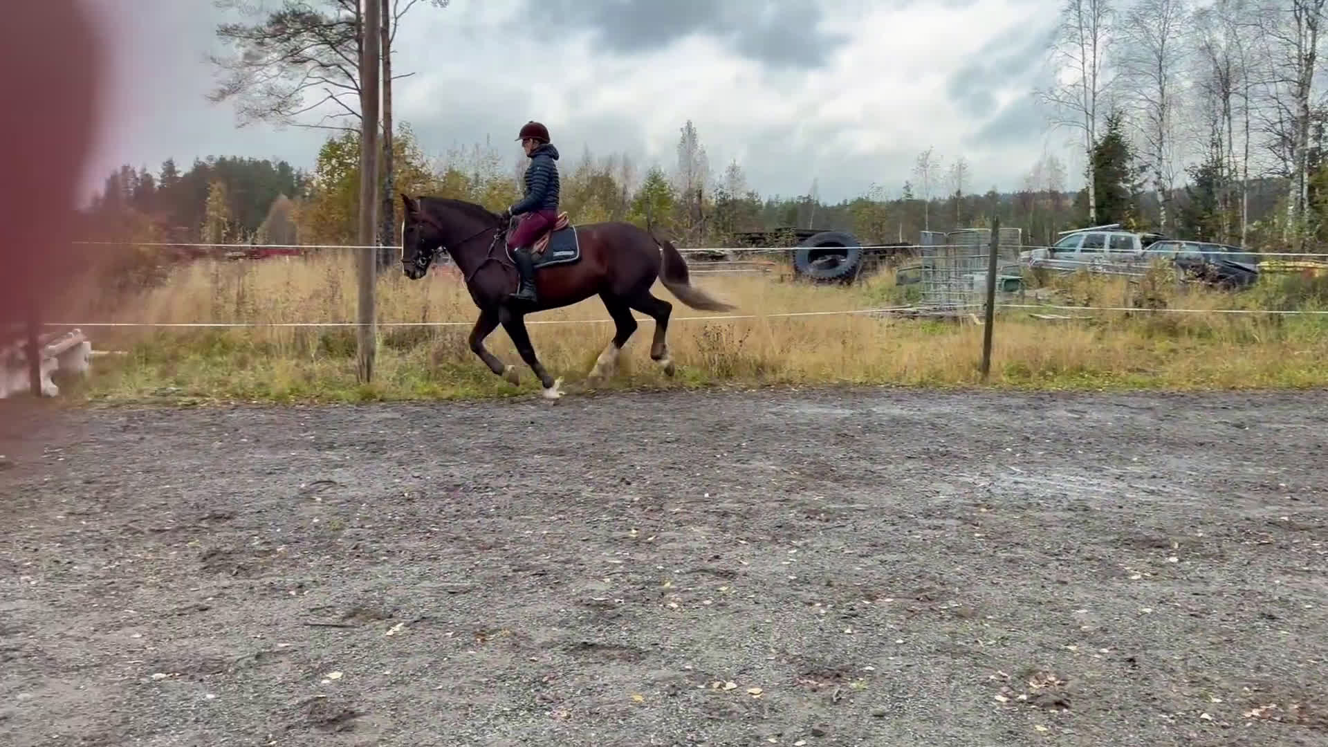 Allround hästar till salu: Irländskt sto i Vindeln - Video 3