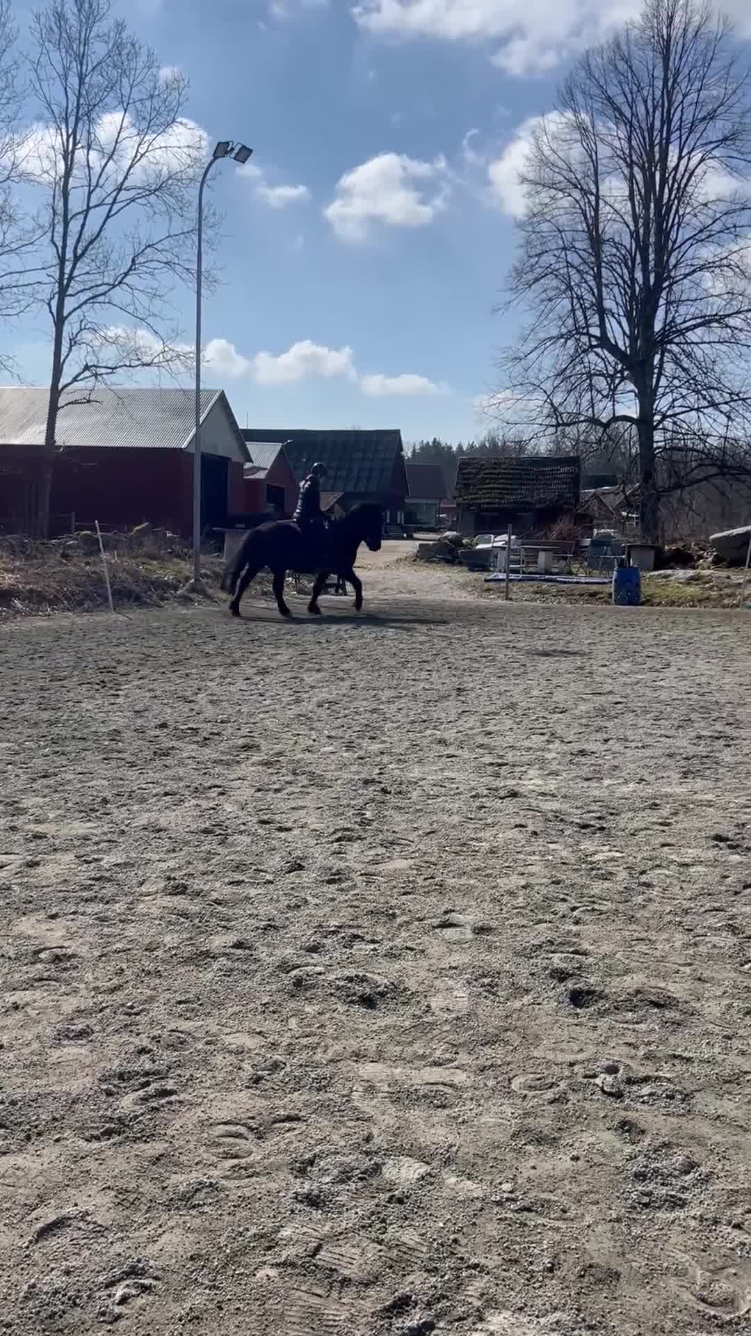 Island hästar till salu: Mycket rolig valack till träning o tävling  - Video 2