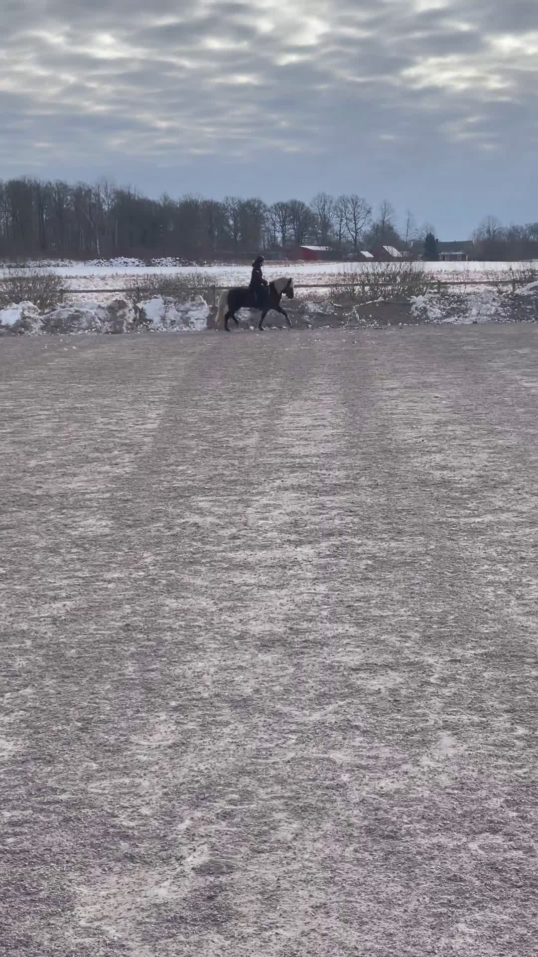 Island hästar till salu: Uttrycksfullt fyrgångssto ✨ i Halmstad - Video 2