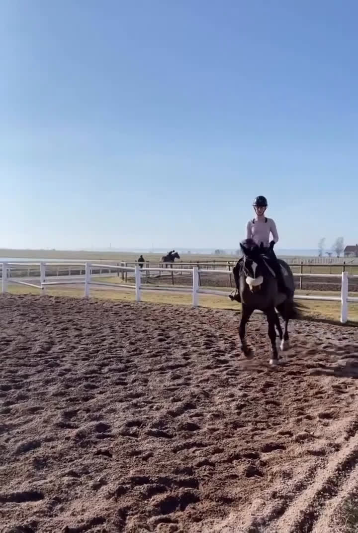 Avelshästar hästar till salu: Avelssto/Sällskap/Promenad häst - Video 1