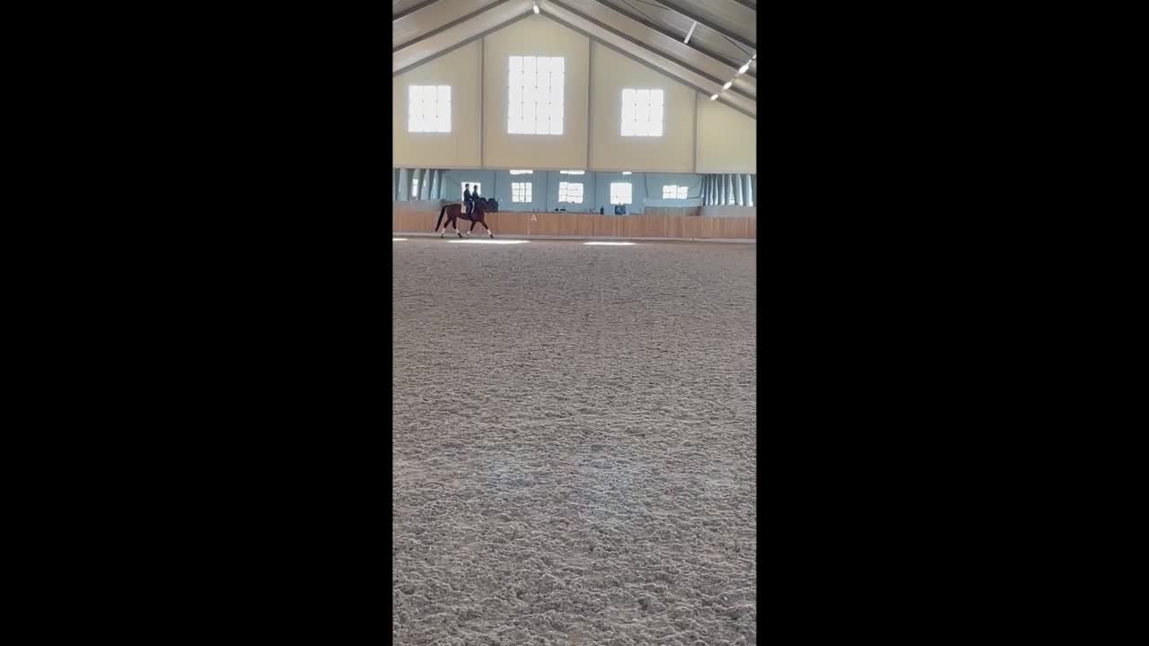 Dressyr hästar till salu: Talangfullt gångartssto  - Video 1