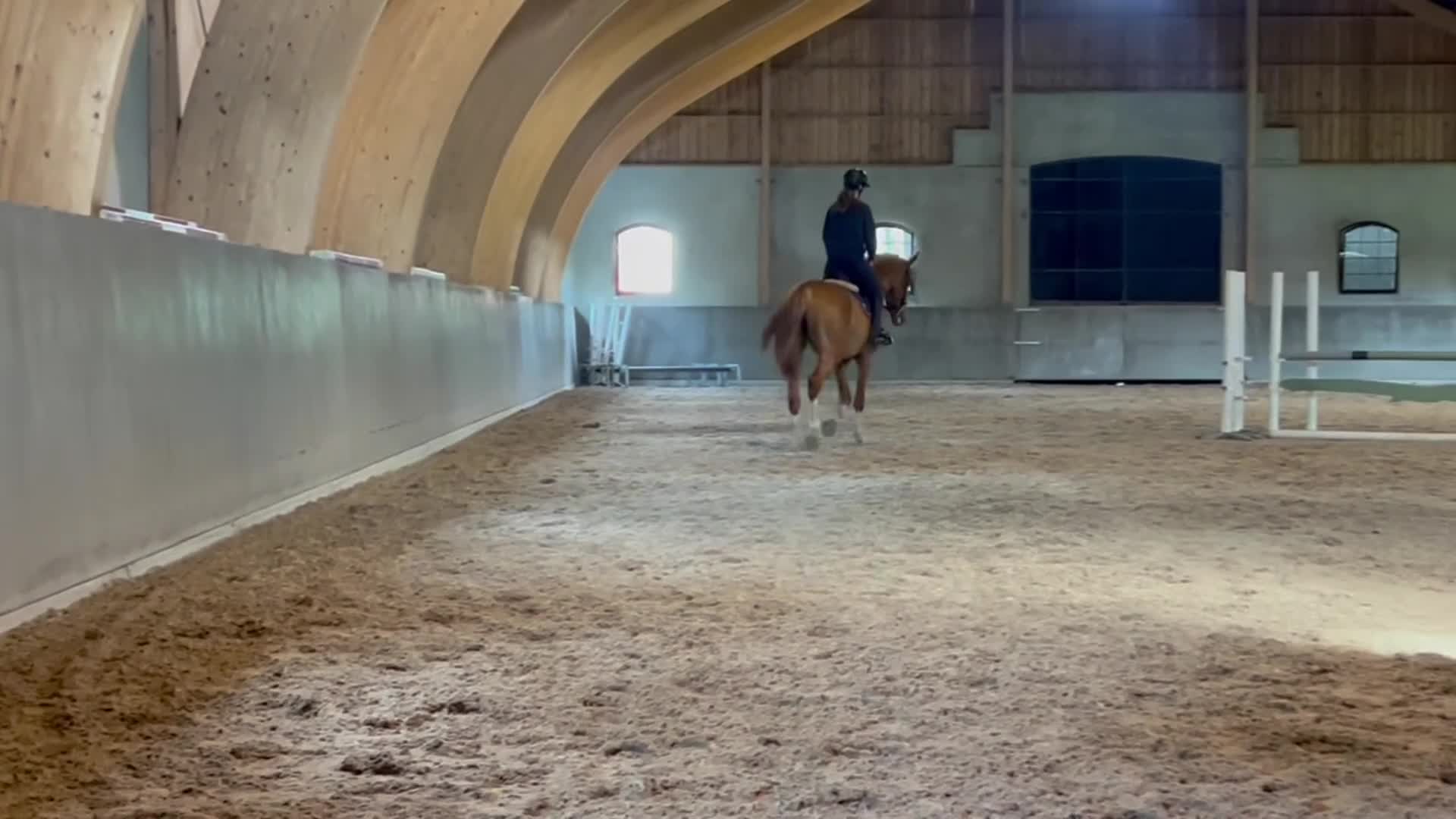 Dressyr hästar till salu: Snäll valack säljes mot dressyr/allround - Video 1