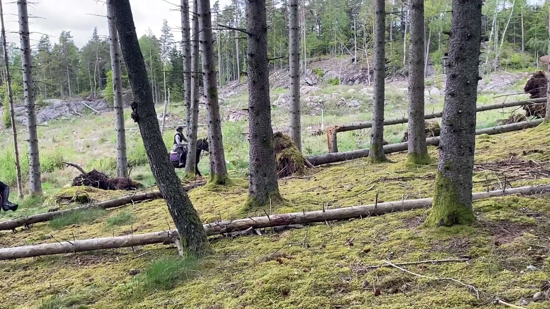 Övrigt hästar till salu: Gulligt sto - Video 2