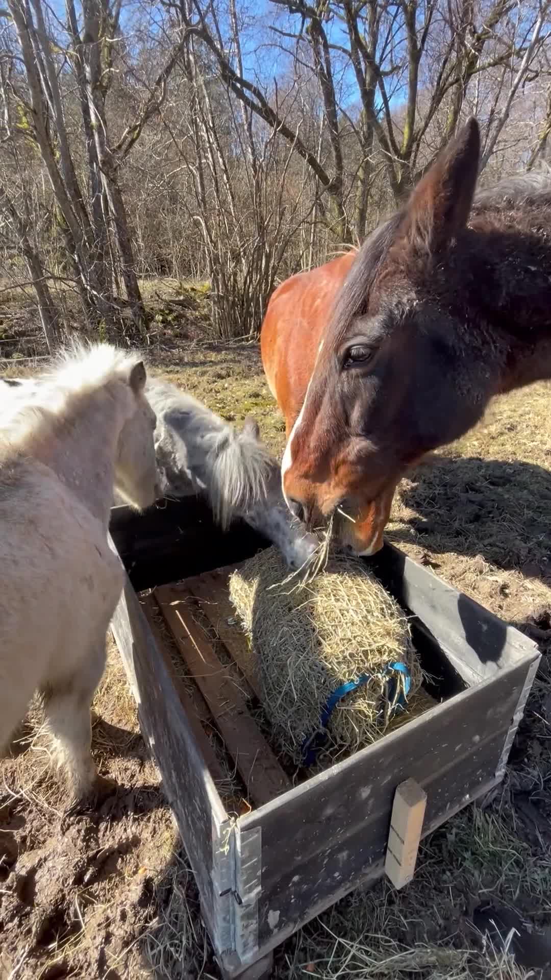  stallplats finnes: Lösdriftsplats för två valacker i Lindome - Video 2