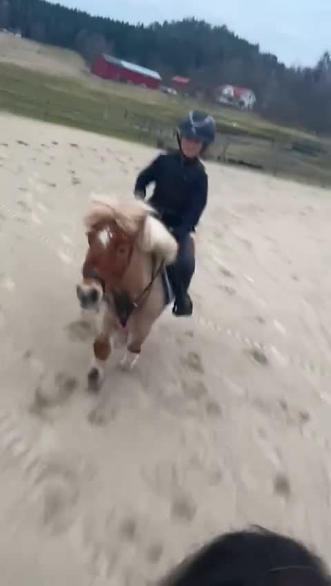 Allround hästar till salu: Fantastisk a-ponny i Ytterby - Video 3