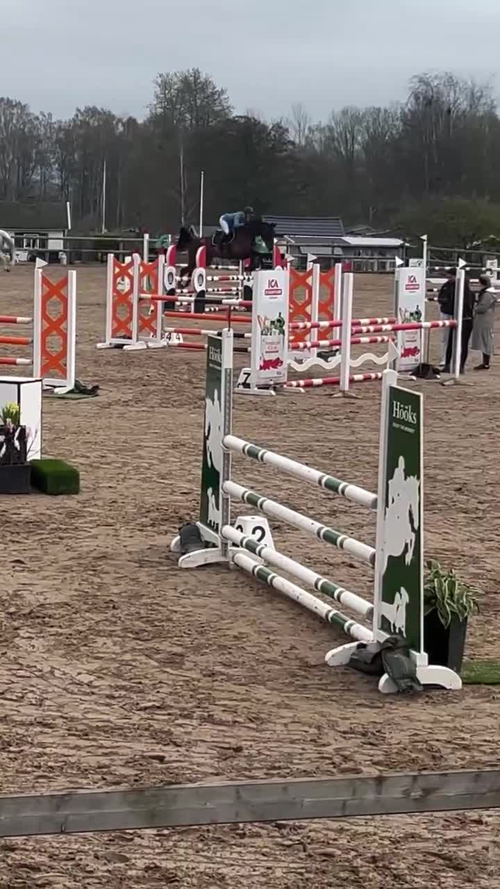 Hoppning hästar till salu: SWB STO – välstammad hopphäst - Video 1
