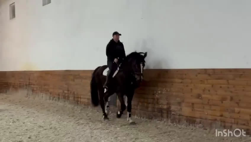 Allround hästar till salu: 7-Year-Old Bay Gelding – Polish Warmblood i Stockholm - Video 1