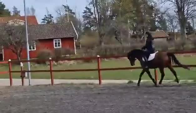 Allround hästar till salu:   ❤️ Ett sista kärleksfullt hem till fina Kenzo ❤️ - Video 3