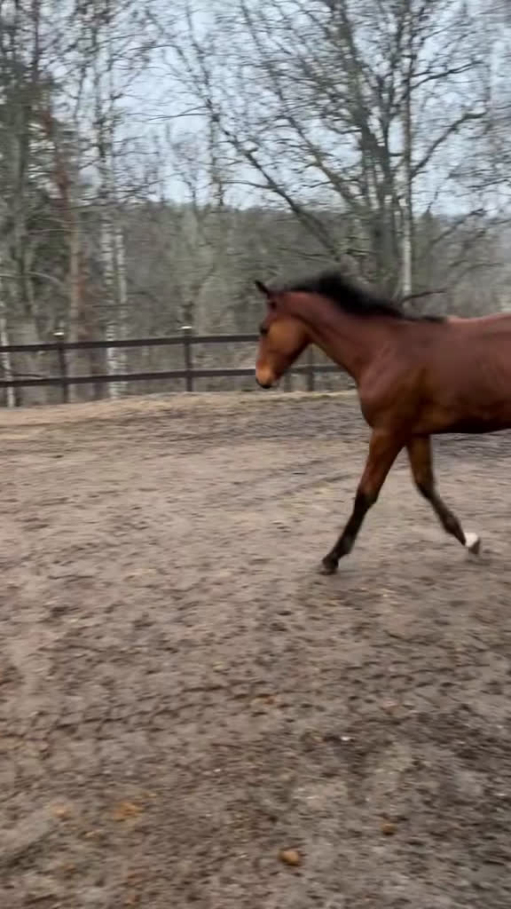 Allround hästar till salu: Swb hingst e. Cornettino Ask  - Video 2