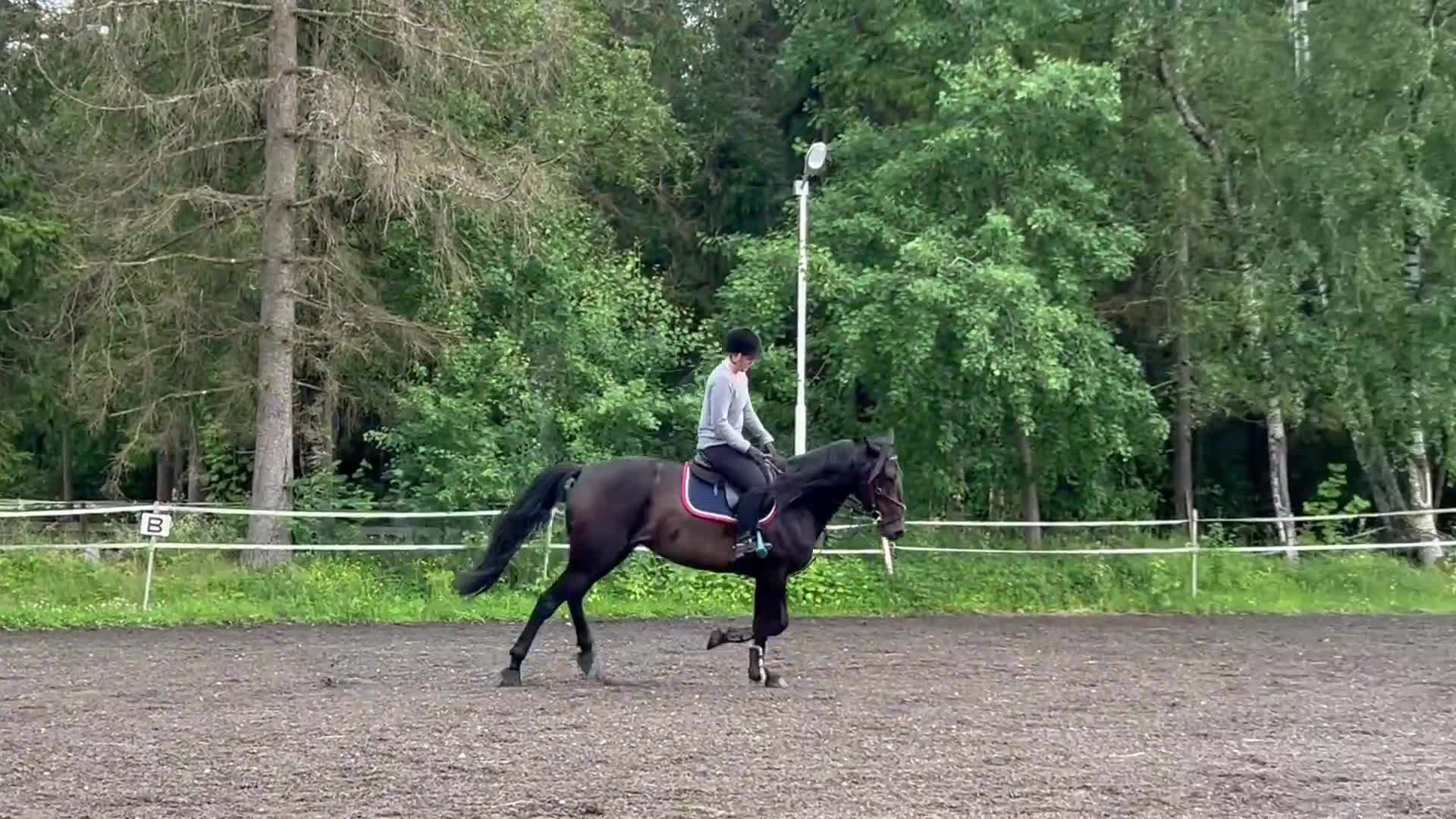 Trav hästar till salu: Monte/Starthäst/ridhäst/avel - Video 3
