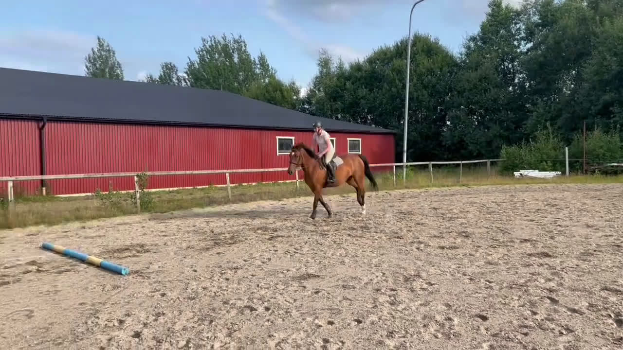 Hoppning hästar till salu: Exceptionell SWB  - Video 1