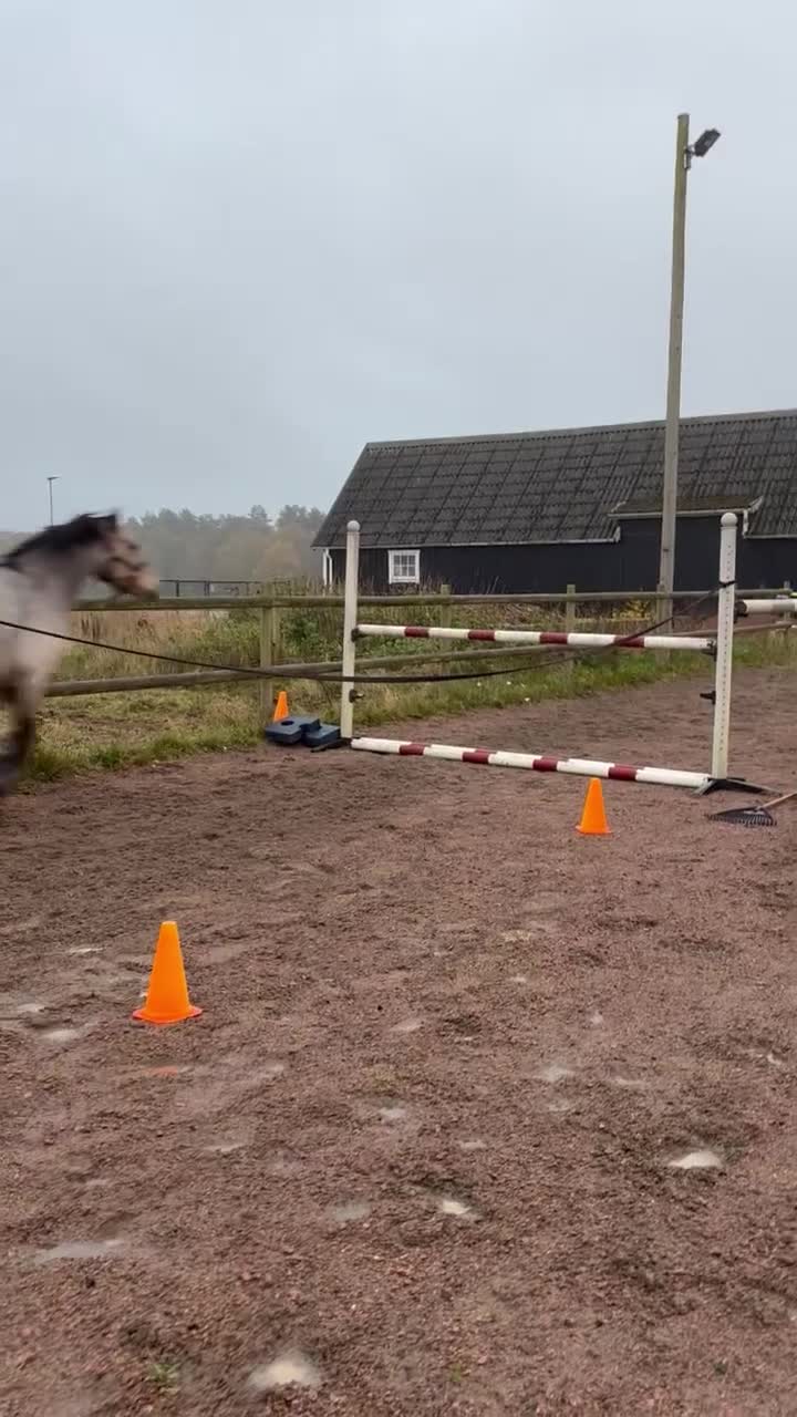 Hoppning hästar till salu: D-ponny fin med hoppteknik och stort hjärta - Video 3