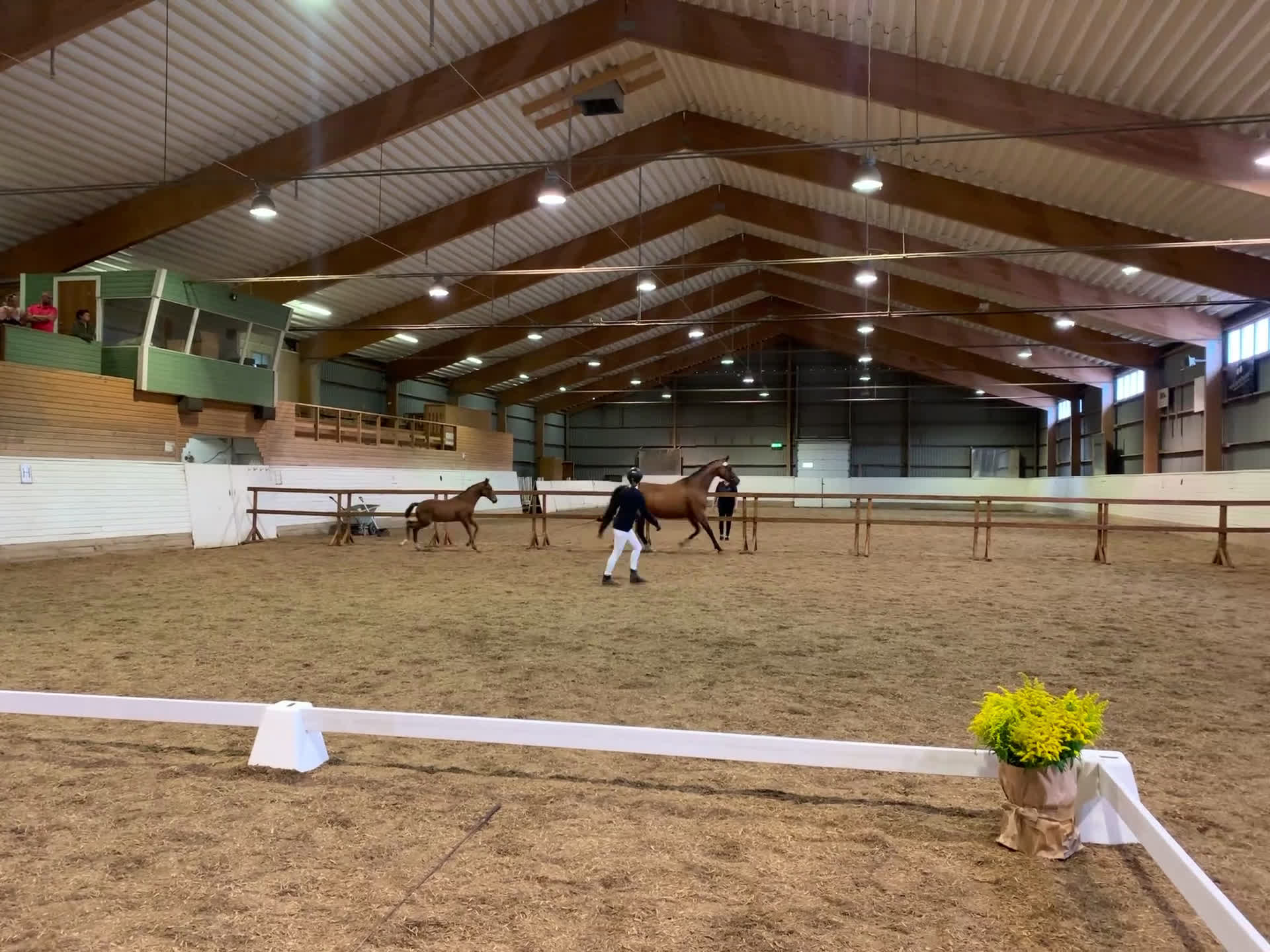 Avelshästar hästar till salu: Avelssto med avkomma i Falsterbofinal i Valbo - Video 1