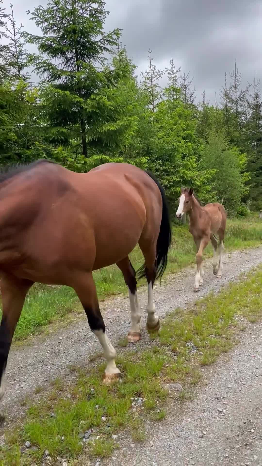 Avelshästar hästar till salu: Fint avelssto - Video 1