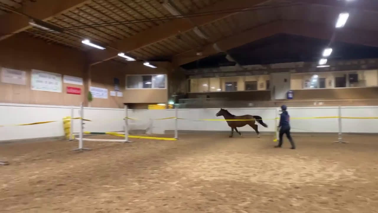 Hoppning hästar till salu: Positiv och uttrycksfull tjej i Dala-järna - Video 5