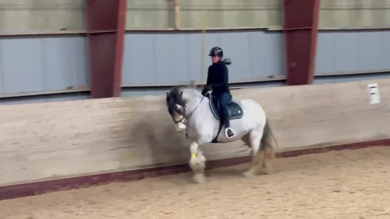 Allround hästar till salu: Irish cob född 2020 - Video 2