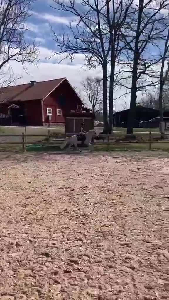 Allround hästar till salu: En riktig kompis 🦄 - Video 2