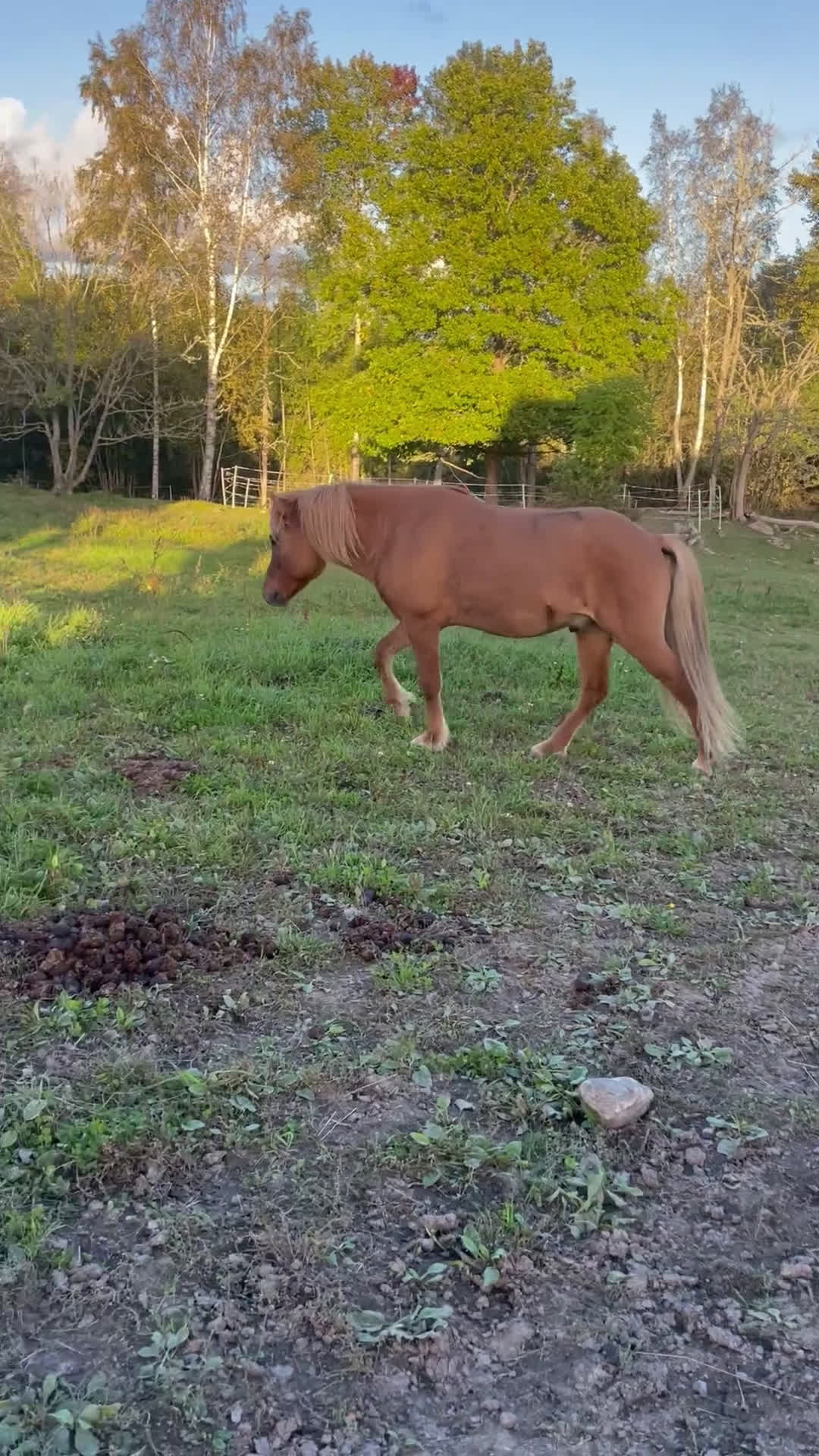 Island hästar till salu: En kompis för livet i Sköldinge - Video 2