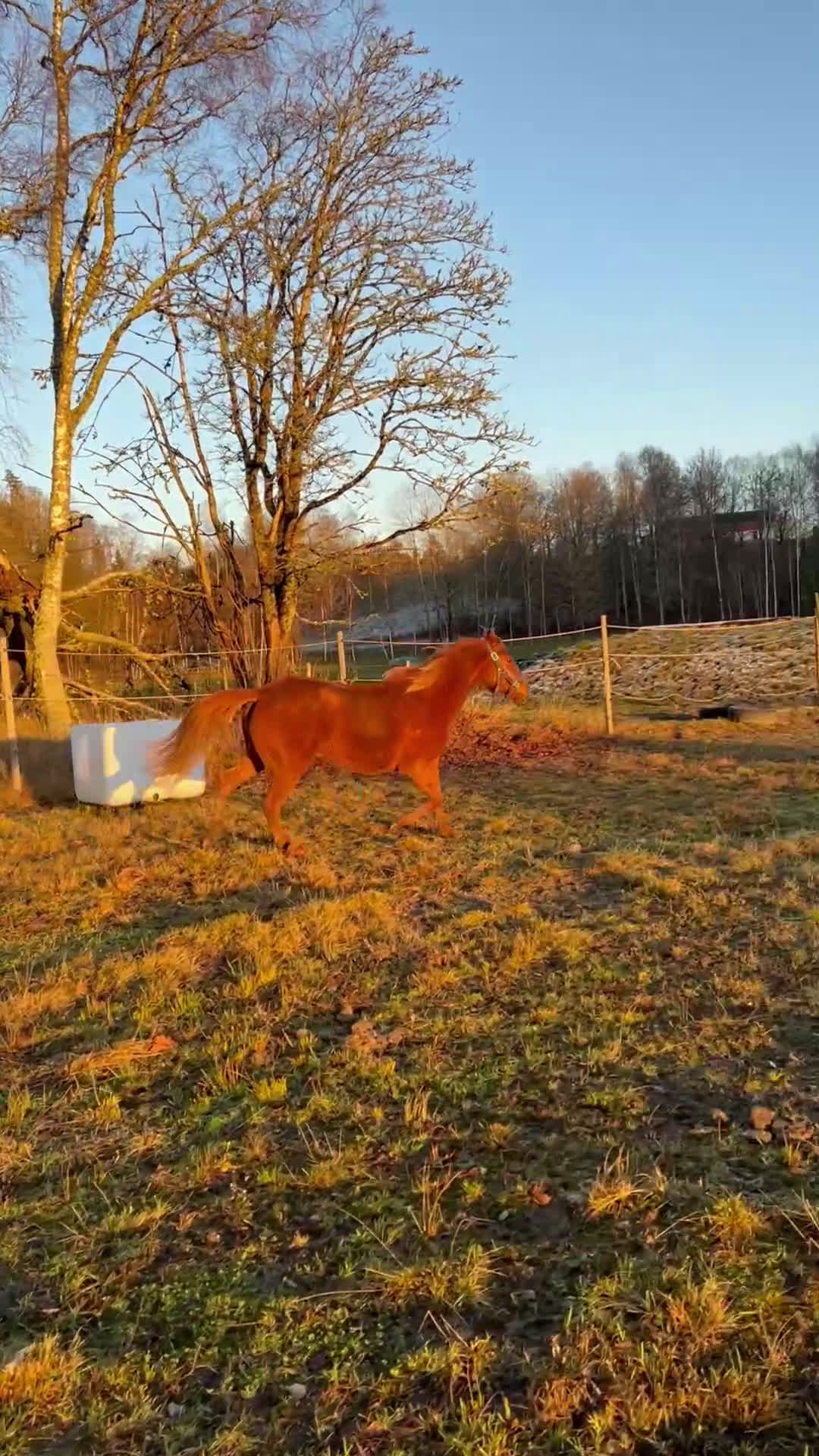 Hoppning hästar till salu: Toppstammade ungponnyston!! -23, -24 i Hedekas - Video 3