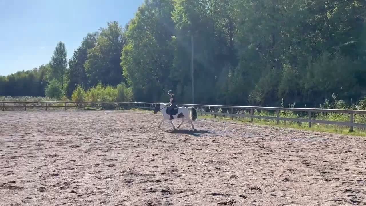 Allround hästar till salu: Roffe letar nytt hem. i Trollhättan - Video 2