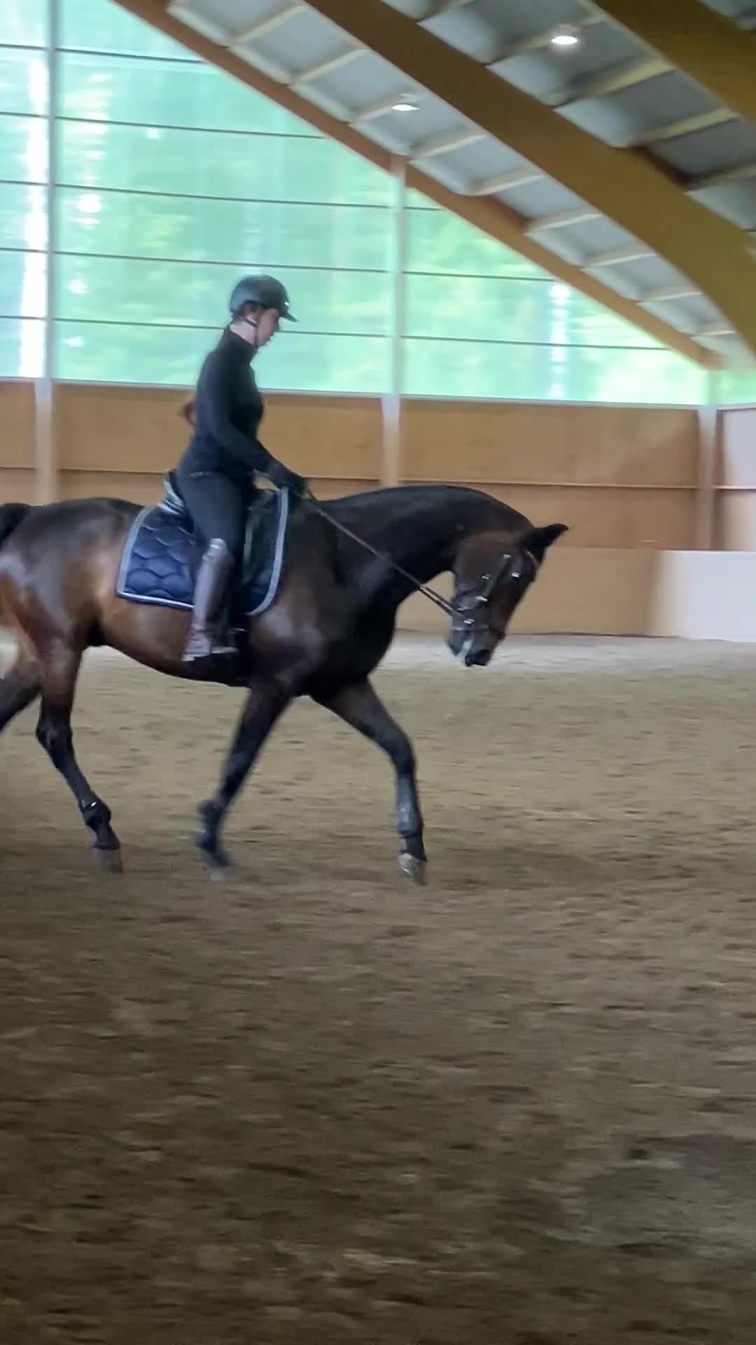 Allround hästar till salu: SWB- Valack - Video 1