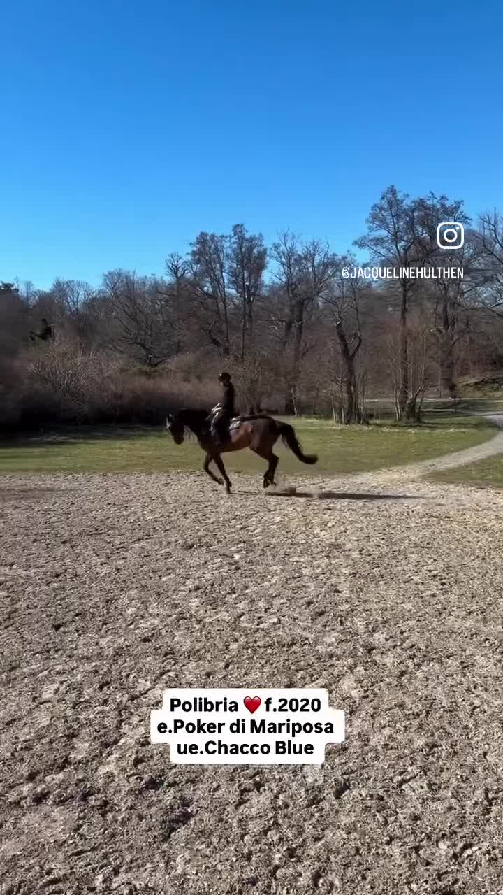 Hoppning hästar till salu: Sto med mycket kapacitet och bra avelsstam  - Video 2